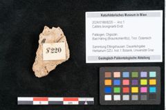Foto (Objekt + Etikett) von Callitris brongniartii Endl. (NHMW-GEO-2024-0188-8220)